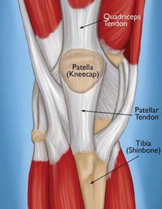 Spotlight Patella:  Interesting facts about this simple yet complex structure in our knee.